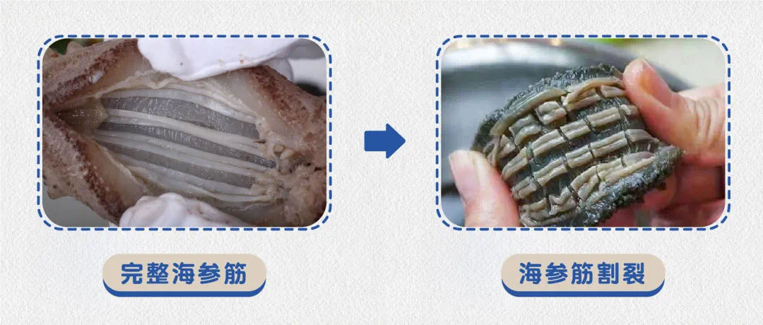 有不少消费者误认为它是海参的肠子,或者为了能将海参发制的更大一些